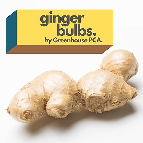 Comienza la planta de raíz de jengibre culinaria fresca, ideal para comer fresco para sushi, cocinar, saludable y sabroso. Fácil de cultivar