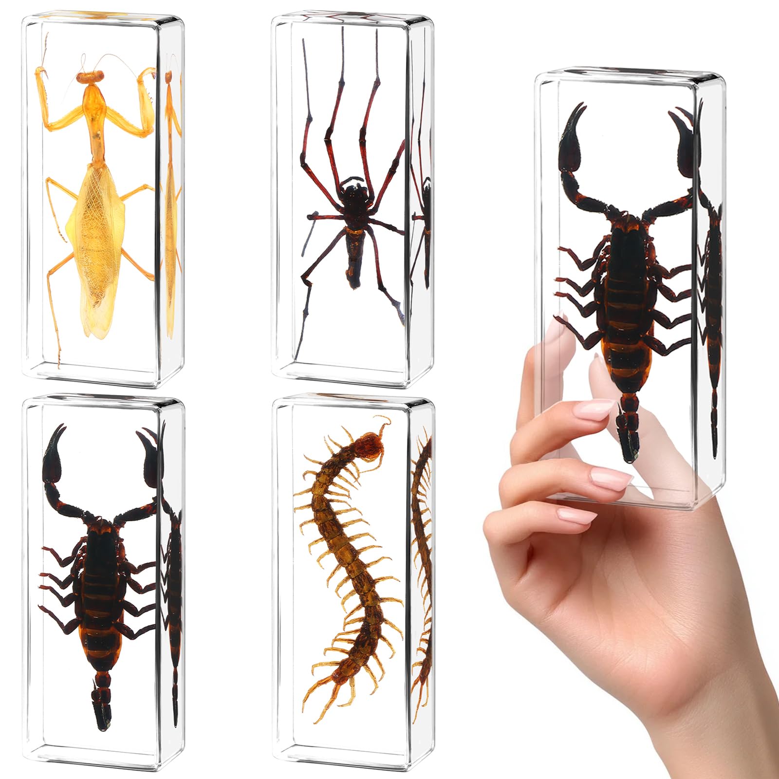 Super-Large Size 4 Pcs Insect in Resin Specimen Bugs Taxidermy Collection, Resin Preserved Specimen Set, Durable Resin Insect Specimen for Science, Education,Nature Study and Home Décor