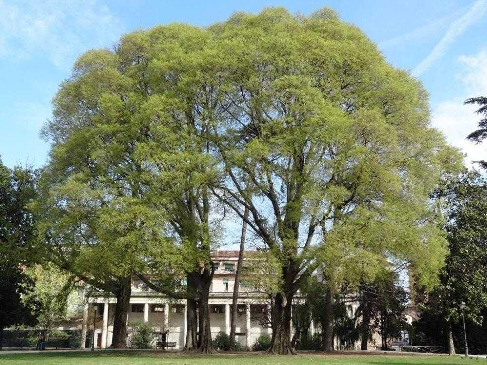 SHOP 360 GARDEN Deciduous Tree Seeds - Celtis australis/European