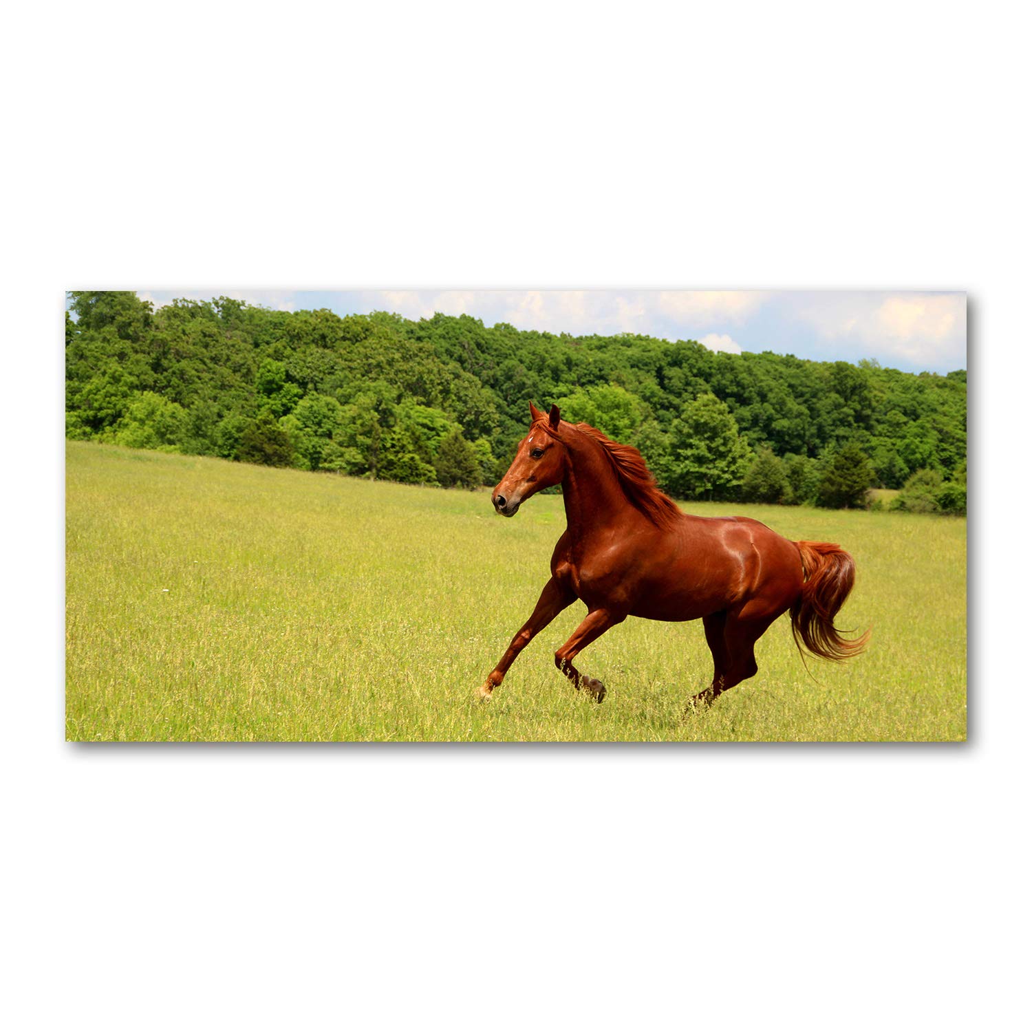 Tableau acrylique incassable 120x60 image verre plastique cheval