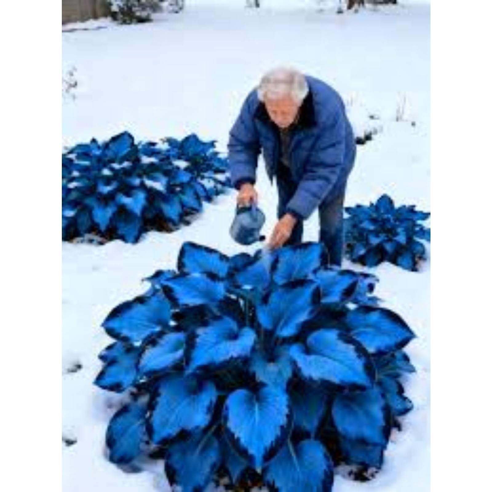 Midnight Blue Hosta Bulbs, Perennial Low Maintenance, Excellent Display -4 Bulbs-B
