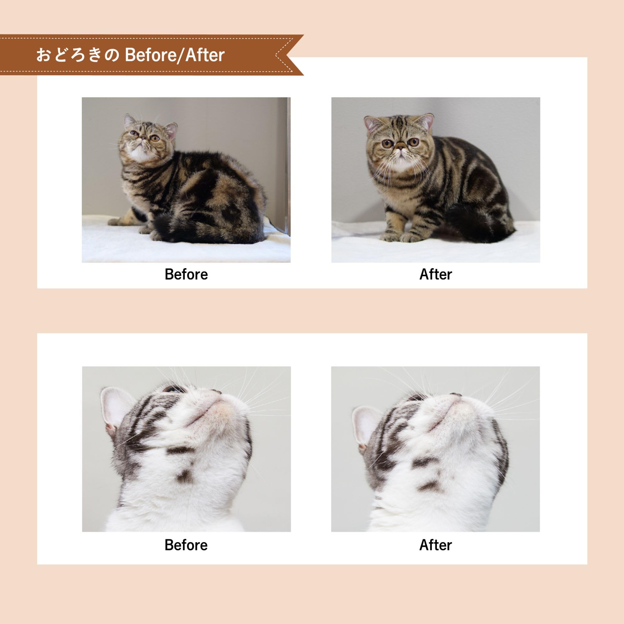 Amazon | 【猫の専門家と共同開発】A.P.D.C. 猫用プロフェッショナル