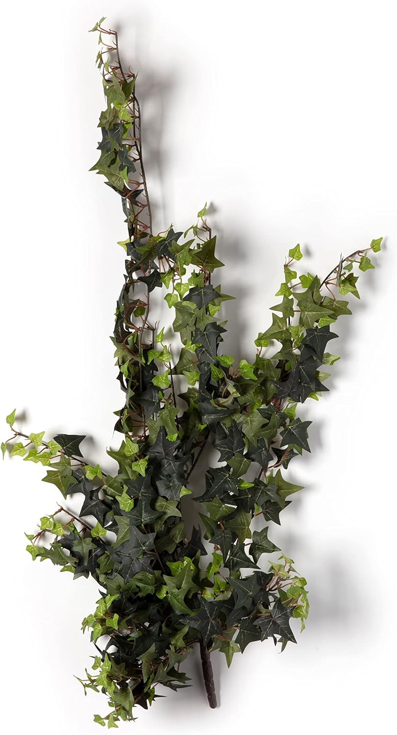Ashland Star Ivy Bush, 12 Pack