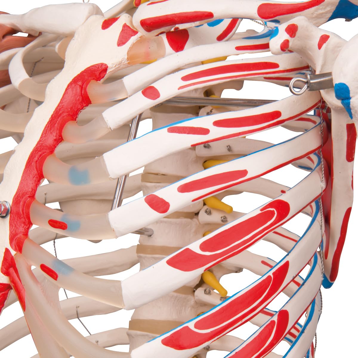3B Scientific® Menschliches Schädelmodell – Klassisches 3-teiliges lebensgroßes Schädelmodell mit Magnetverbindungen, abnehmbarem Schädeldach & Unterkiefer, + Smart Anatomy App (5 Jahre Garantie)