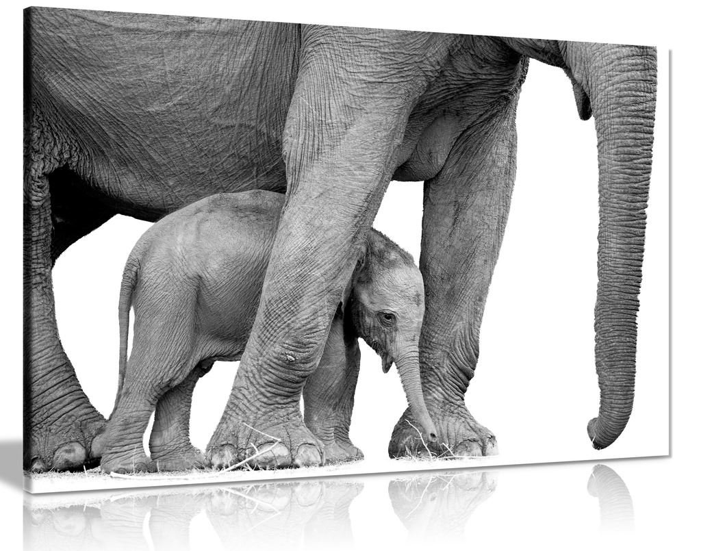 Panther Print White Black And Photo Of Elephant And Baby Canvas Wall Art Picture Print (24X16)