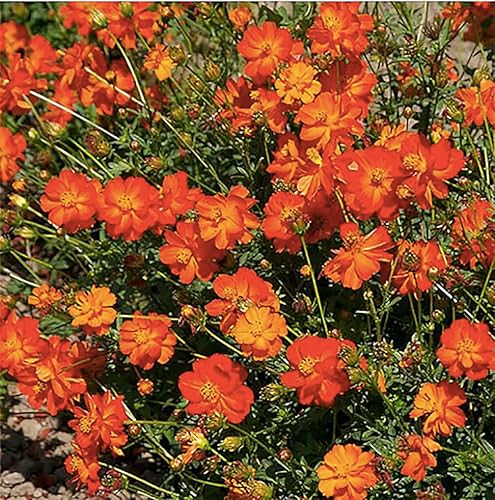 Miniatura 2 de Semillas Cosmos de Azufre y Naranja - Largo Período de Floración en Todas las Zonas