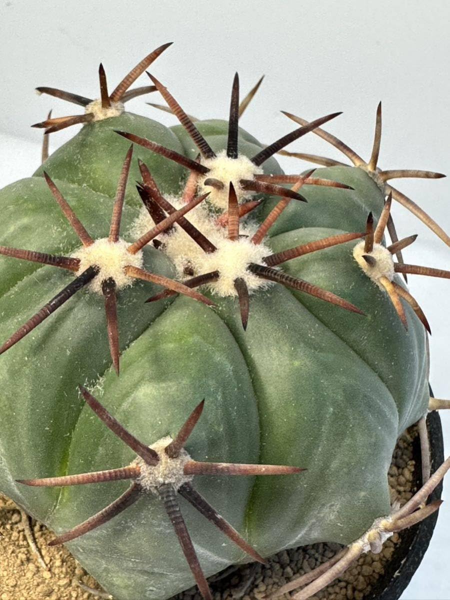 Amazon.co.jp: エキノカクタス 小平丸 (Echinocactus moelleri) 実生