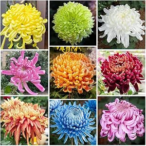120 Chrysanthemum Seeds for Planting, Non-GMO Heirloom