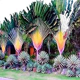 Travelers Palm Tree Seeds (Ravenala madagascariensis) Bird of Paradise Plant (5 Seeds)
