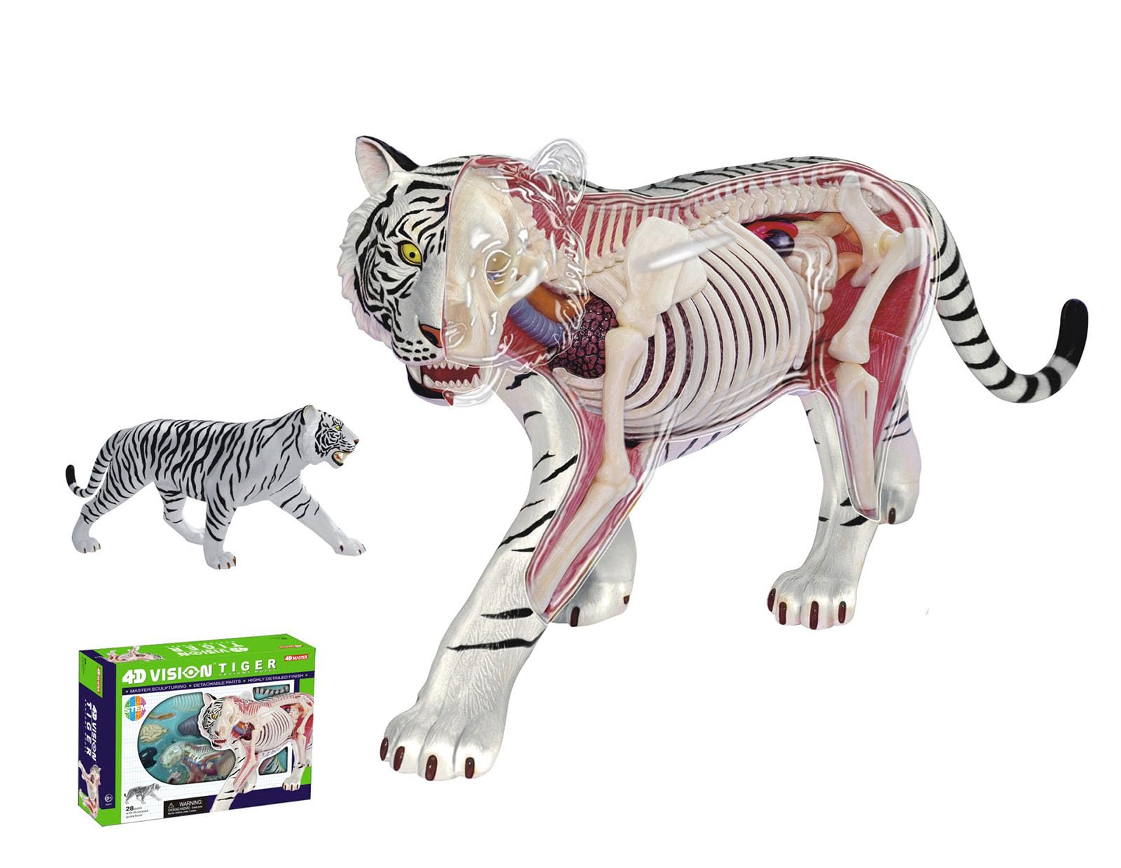 Model anatomiczny tygrysa 4D Vision z 28 w pełni odłączalnymi organami i częściami ciała, trójwymiarowy model anatomiczny białego tygrysa, model okazu szkieletu