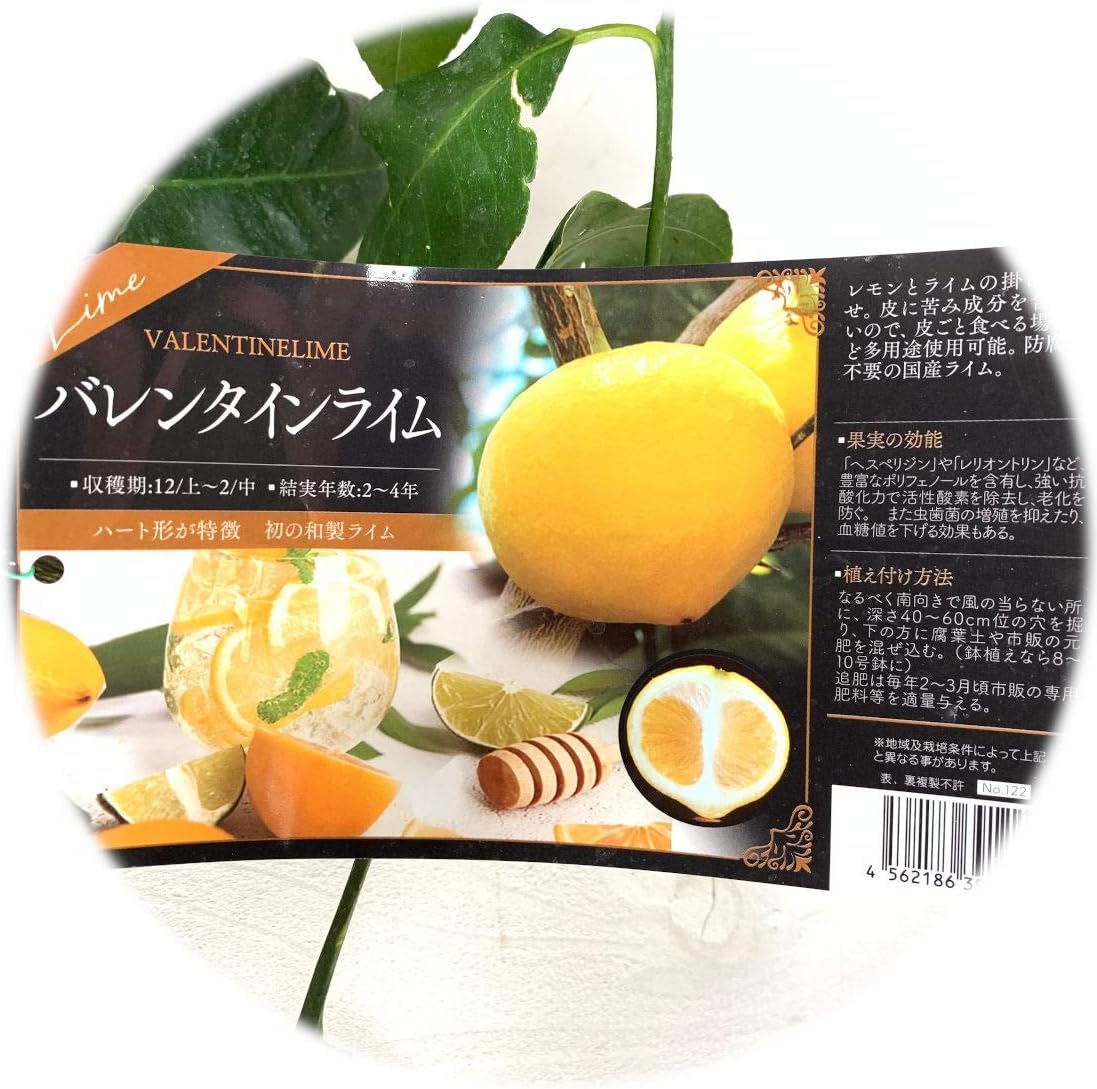 Amazon ライム 苗木 バレンタインライム 15cmポット苗 ライム 苗 果物