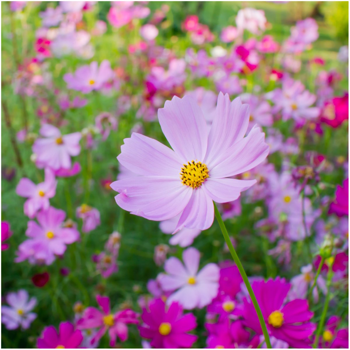Amazon.com : Seed Needs Pinkie Cosmos Seeds to Plant Pink Annual