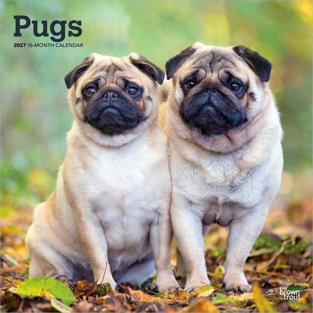 Pugs 2027 12 X 24 Inch (Hanging) Monthly Square Wall Calendar Plastic-Free: Original BrownTrout-Kalender [Mehrsprachig] [Kalender]
