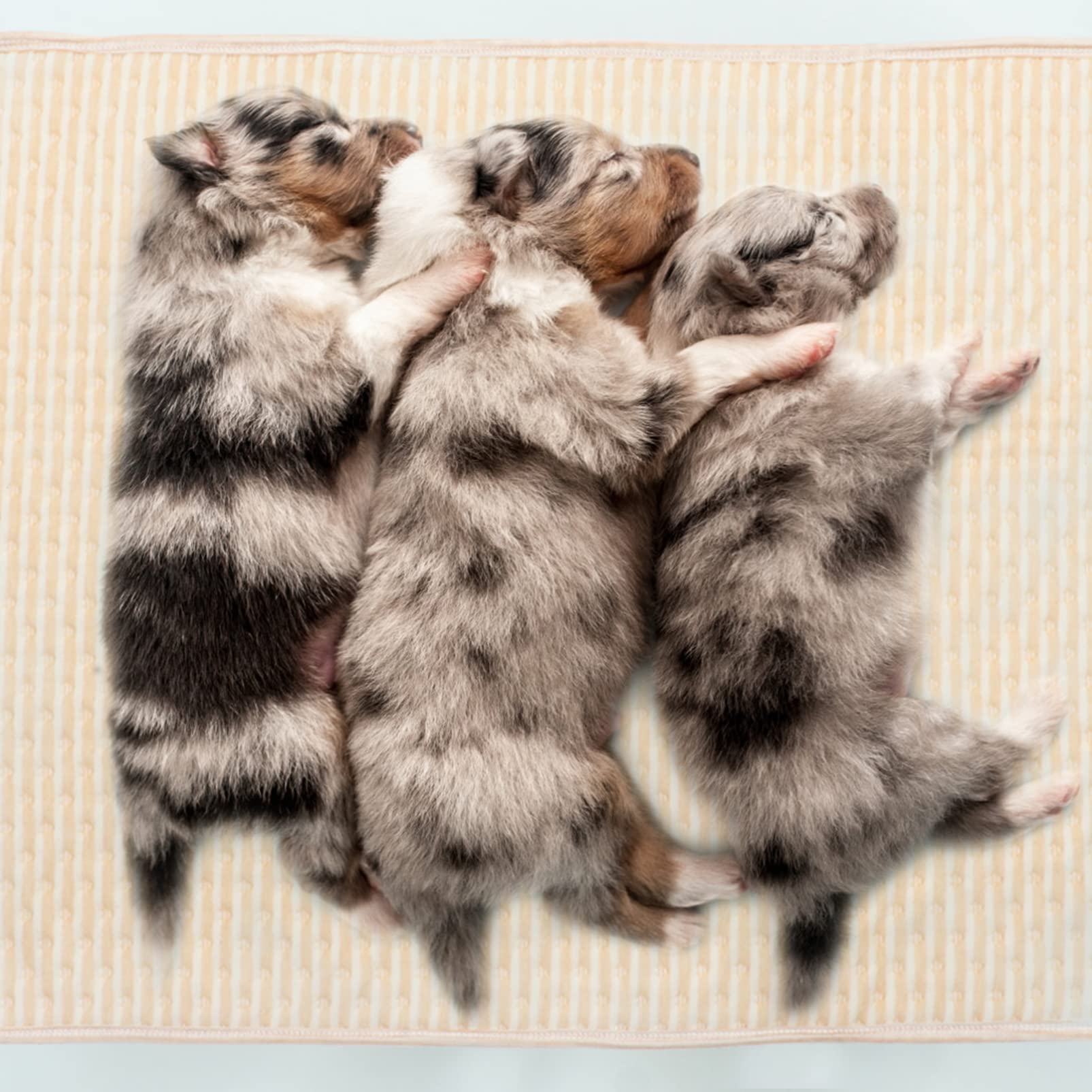 Tappetino per Cani Lavabile Riutilizzabile 2 Pezzi Cotone | Cani e Piccoli Animali, Assorbimento Elevato e Anti-perdita, Uso in Gabbia o Viaggio