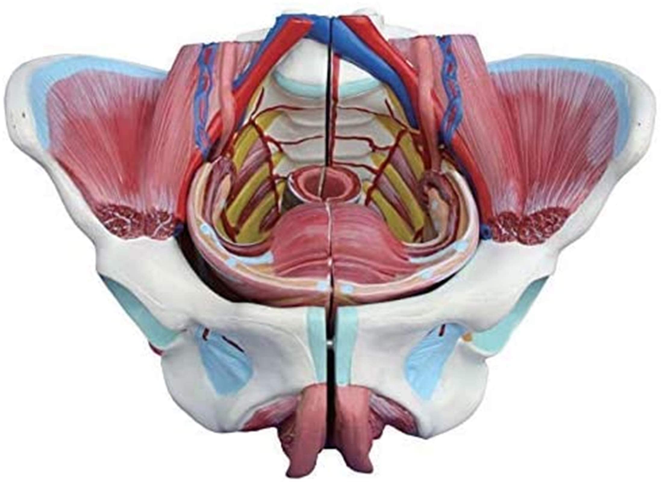 Model Anatomiczny, Kobiecy Model Miednicy, Model Miednicy Z Naczyniami Rozrodczymi I Macicą, Model Anatomiczny Mięśni Miednicy Z Dnem Miednicy