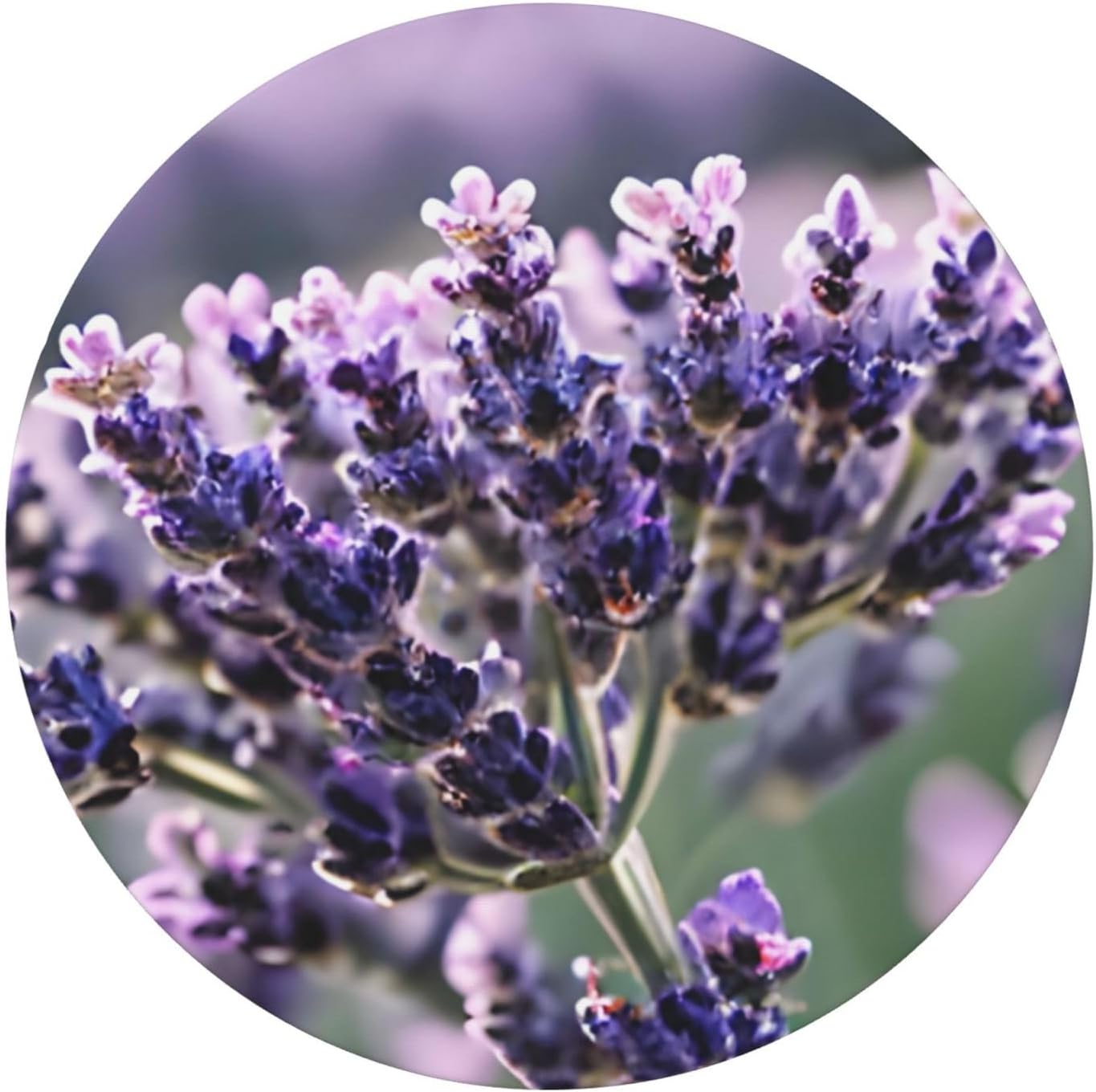 Lavender Flower Print Outdoor Patio Kitchen Decor Supplies Wipeable Round Table Cloth for Indoor Outdoor