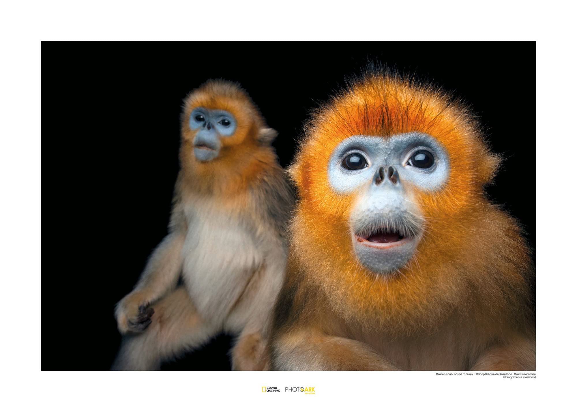 Impression d'art Golden Snub-nosed Monkey Komar 70x50cm sans cadre pour décoration murale