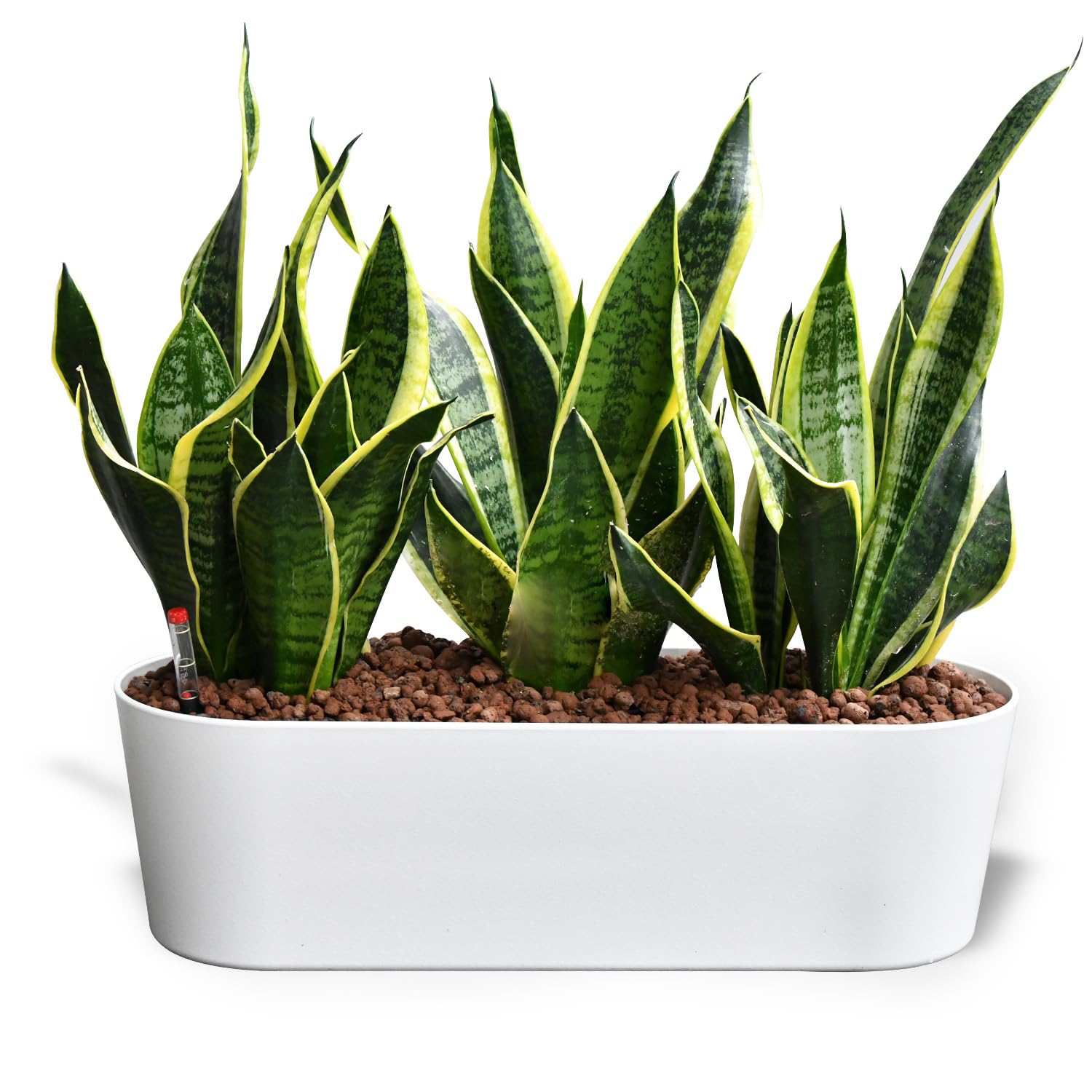 Sansevieria Bogenhanf - pflegeleichte Zimmerpflanzen - Sukkulenten frisch  aus der Grtnerei - Hydrokultur Set Sideboard Wei - Hhe 25-30 cm - inkl.  ...