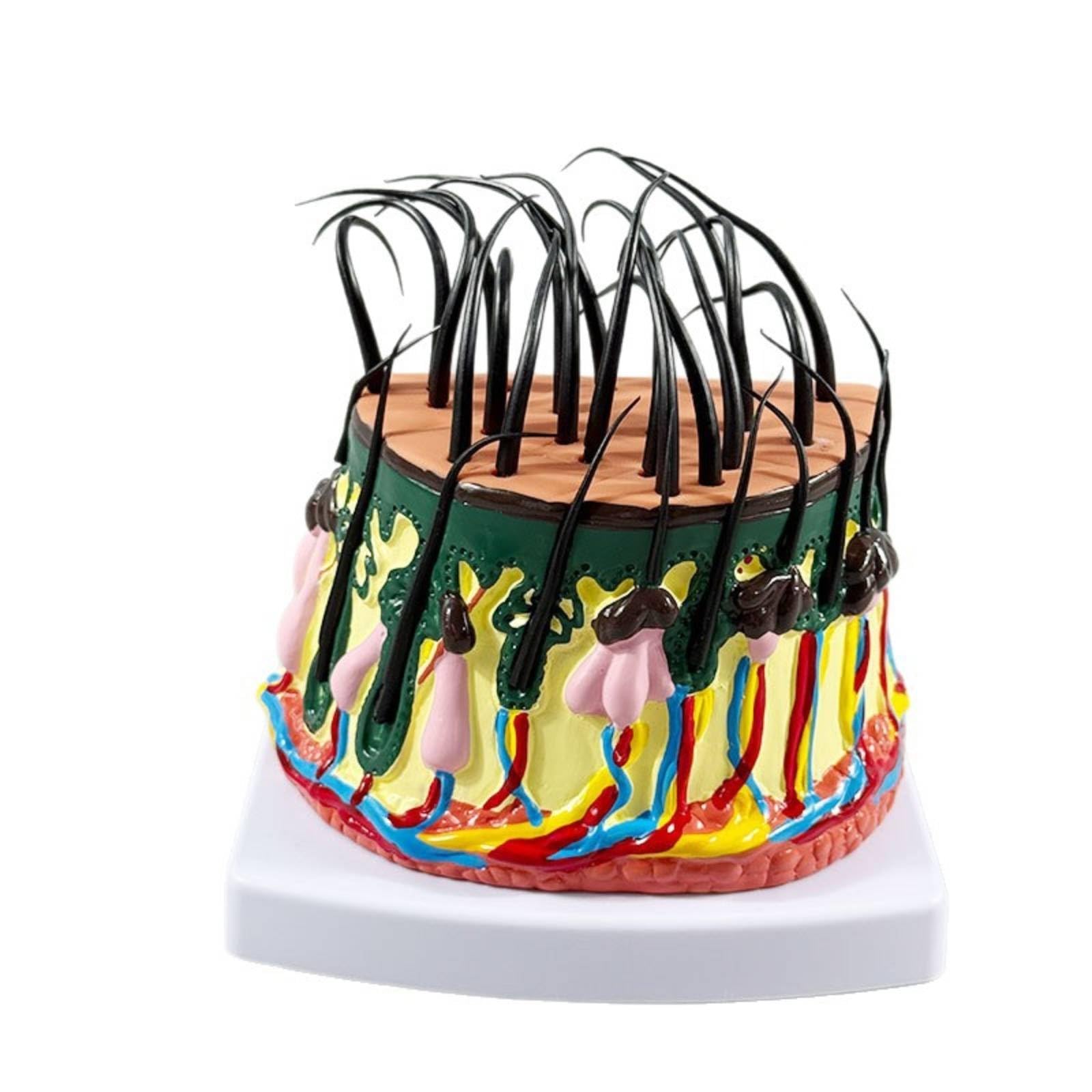 Modello Strutturale Della Pelle con Capelli Didattico Modello di Pelle con Capelli Tridimensionale per Studenti