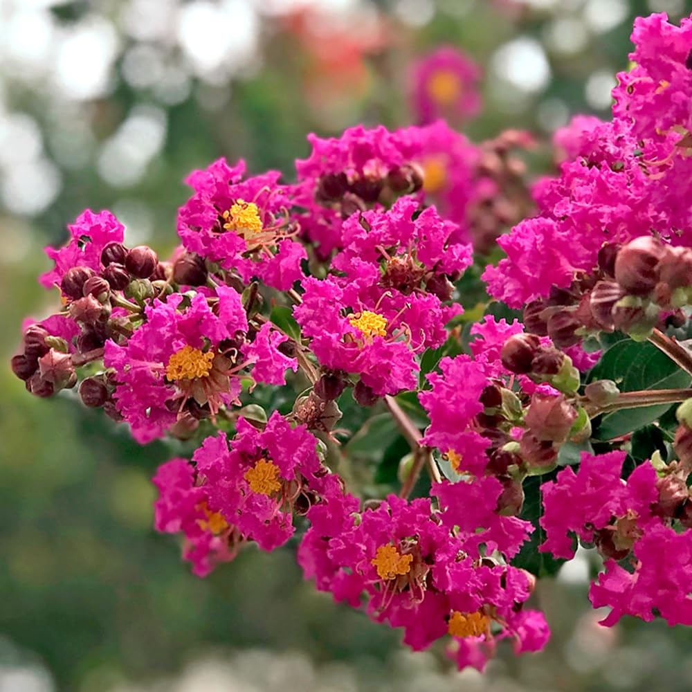 Tonto Crape Myrtle, Fuschia Dark Pink Flowering, Very Hardy, 12-18 in. Tree Height, 12-18 in. Tree Height, 1 gal Nursery Pot (Due to Agricultural Laws, we Cannot Ship to CA, AZ, AK, or HI)