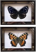 Vista 51 de 2 piezas enmarcadas de mariposa real, espécimenes de mariposa de taxidermia en marco, colección de insectos, decoración de escritorio para el hogar