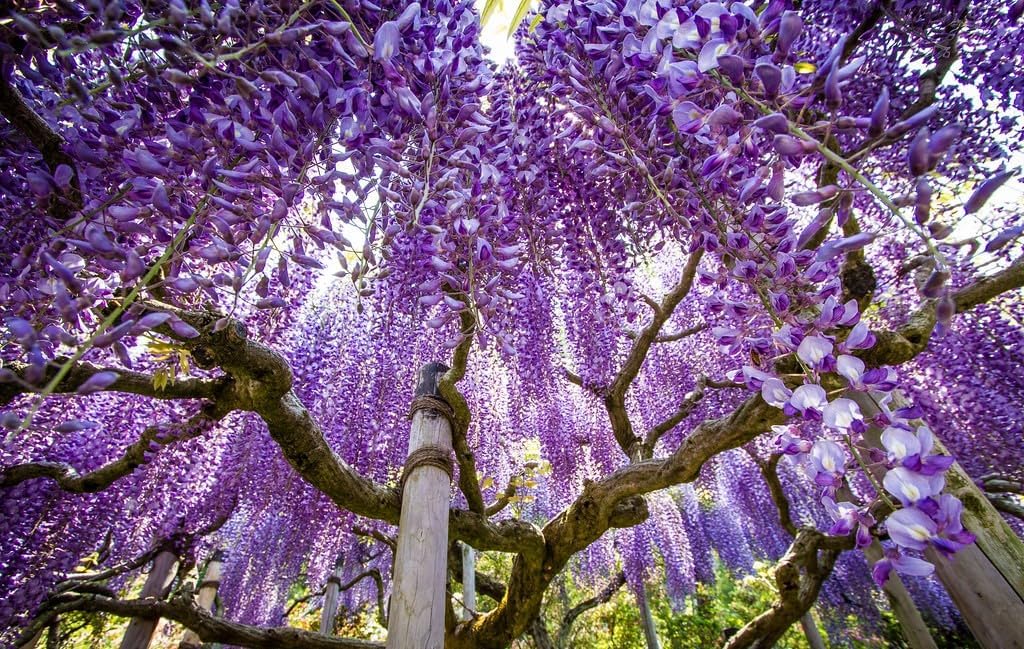 Chinese Blue Wisteria - Fast Growing Flowering Vine - Live Plant Shipped 3 Feet Tall by DAS Farms (No California or Wisconsin)