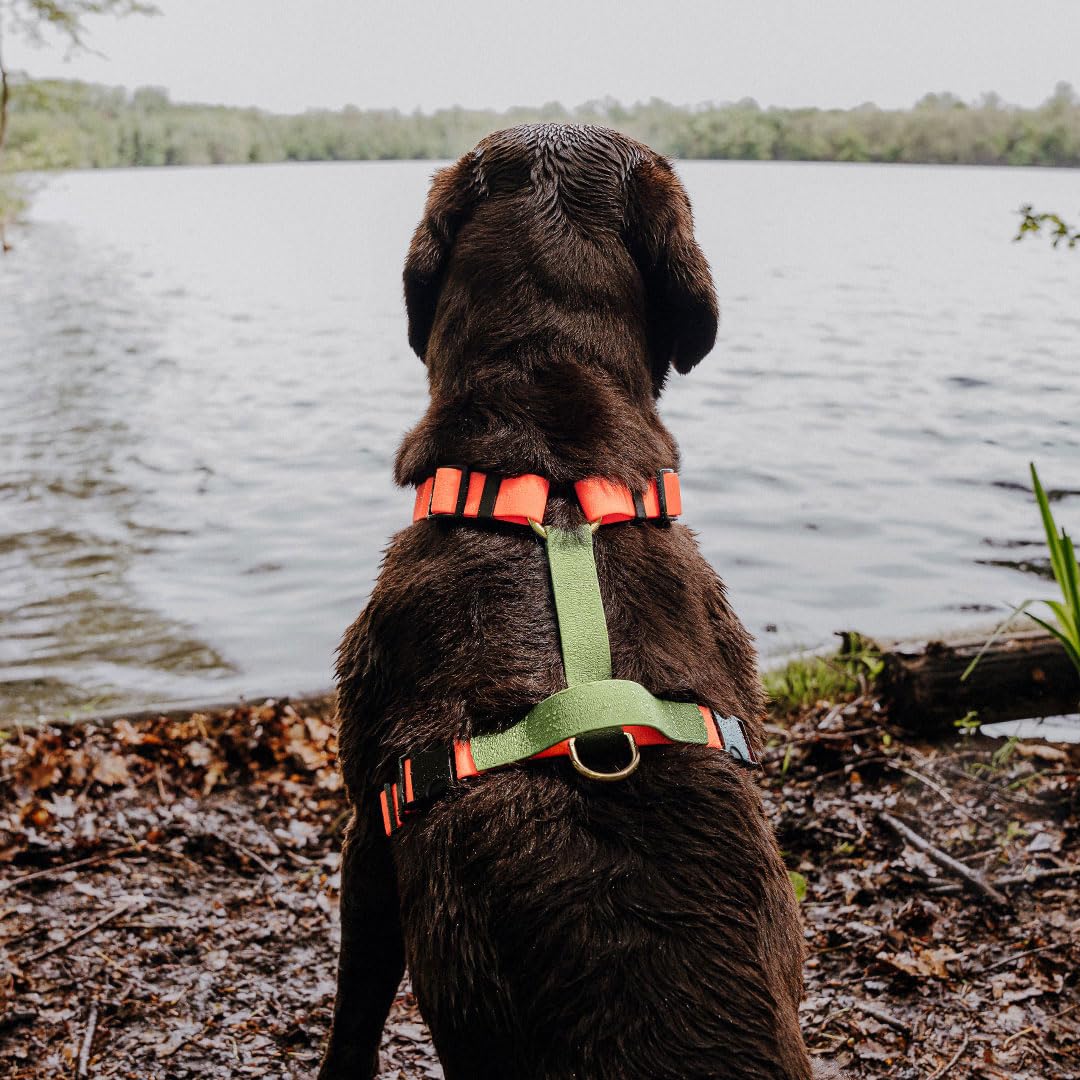 Pettorina per cani impermeabile, regolabile in 5 direzioni, Made in Germany, per razze da piccole a molto grandi, accessori per cani (M, arancione/verde)