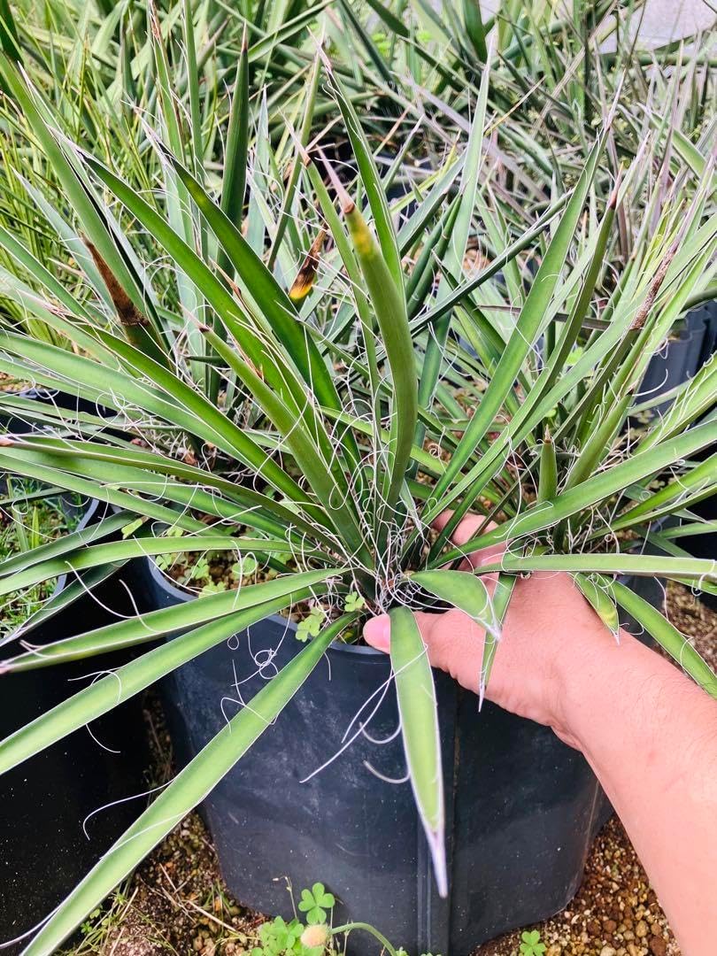 ユッカリギダ 8苗 抜き苗発送 ユッカリギダ大型美株 抜き苗発送0802-2