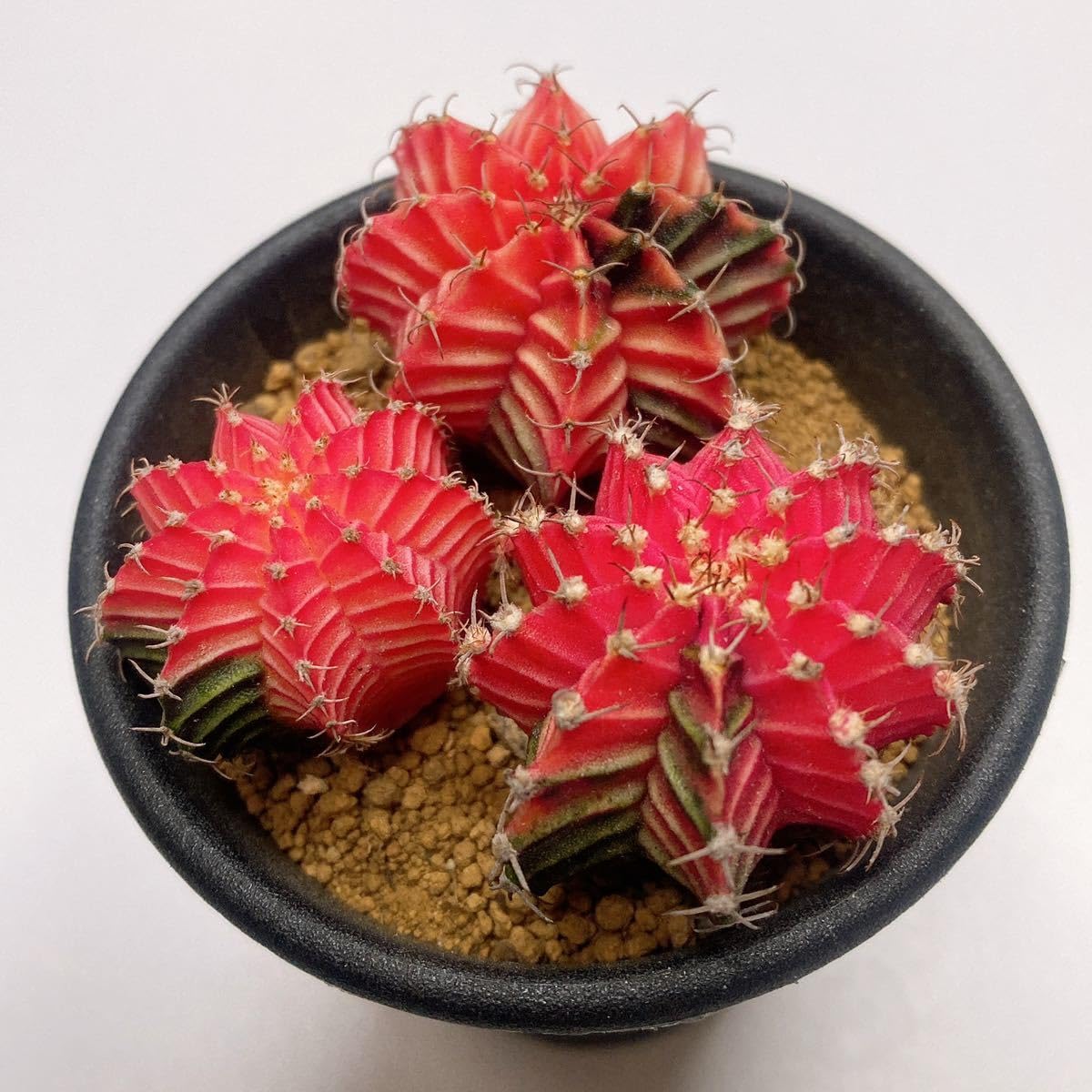 Amazon.co.jp: 特選3株セット！多肉植物 サボテン ギムノカリキウム