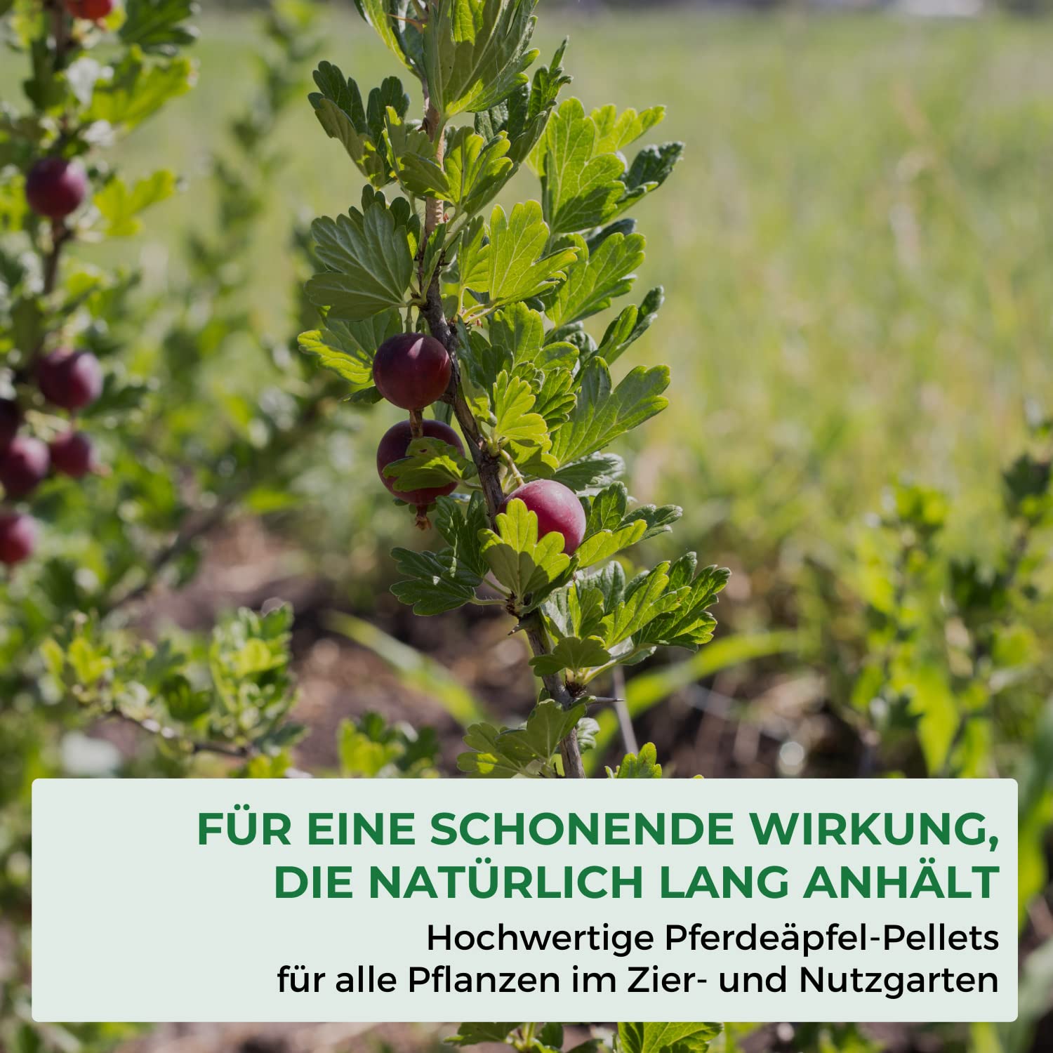 Allflor Pferdedung gekörnt 6 x 5 Kg in Faltschachtel - Pferdemist als Dünger - rein biologisch-organischer Universaldünger - Pferdedünger - Für alle Garten-, Obst- & Gemüsepflanzen