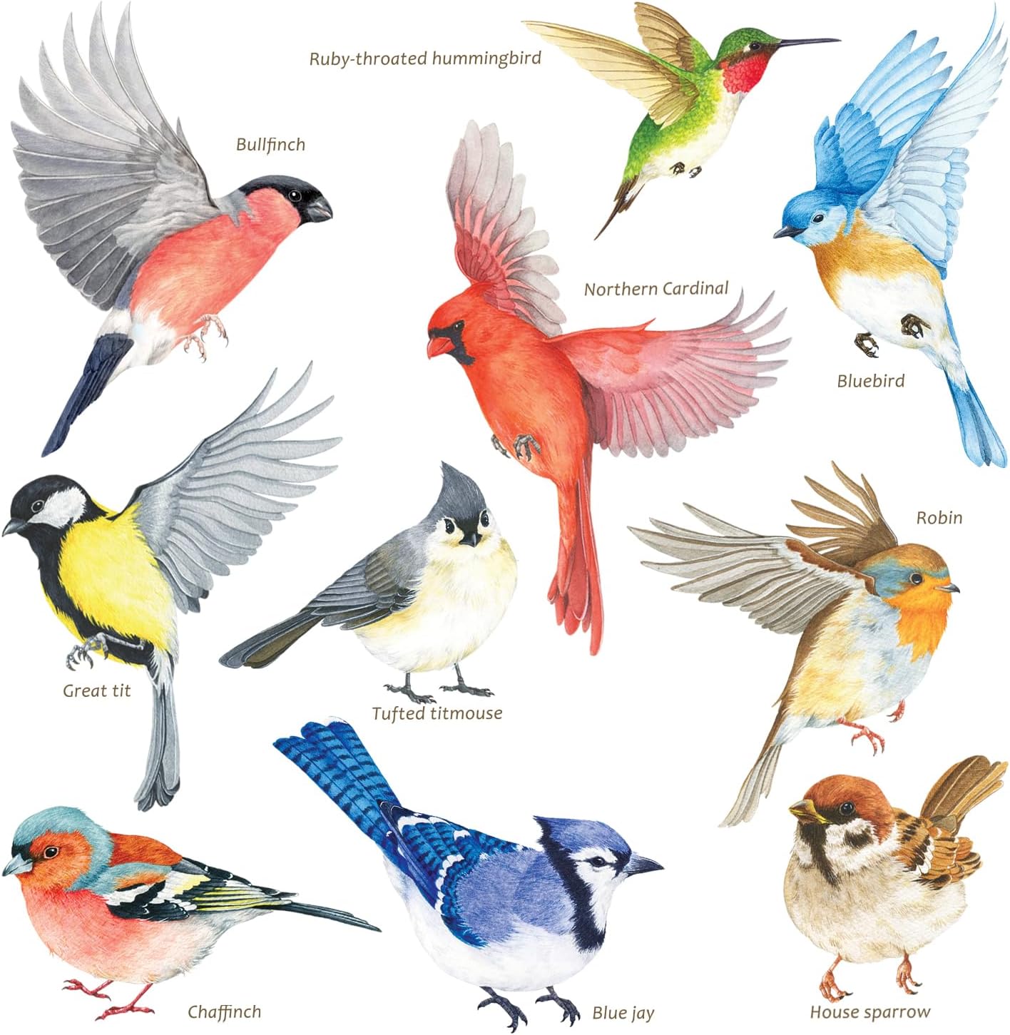 DECOWALL Anti-Collision Bird Window Clings – Bird Strike Prevention Decals for Glass Windows, Reusable Static Cling Garden Bird Stickers, Set of 10 (CDS2-9001)
