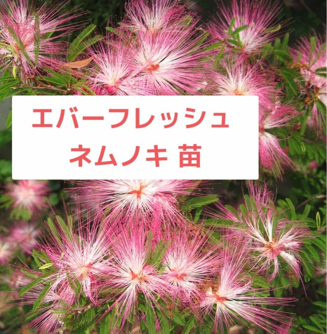 ※ネムの木、ピンクの花と葉が特徴の盆栽 夏に元気に咲く花 苗：ネムの木（ピンク）* : 遊恵盆栽 Yahoo!店