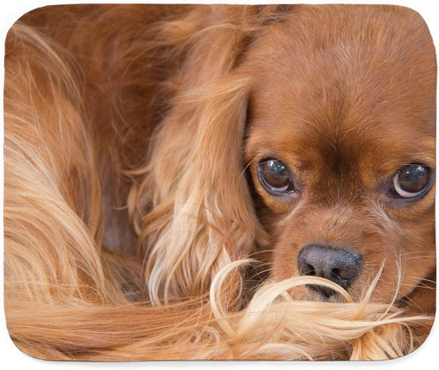 CafePress Sweet Friend Ruby Cavalier King Charles Spaniel Sh Sherpa Fleece Throw Blanket 60" L x 50" W