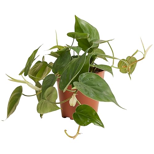 Bloomique - Philodendron Scandens - Plante retombante - Convient également