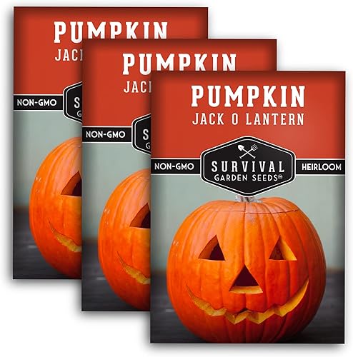 Survival Garden Seeds - Semilla de calabaza Jack-O-Lantern para plantar - 3 paquetes con instrucciones para plantar y cultivar calabazas talladas de