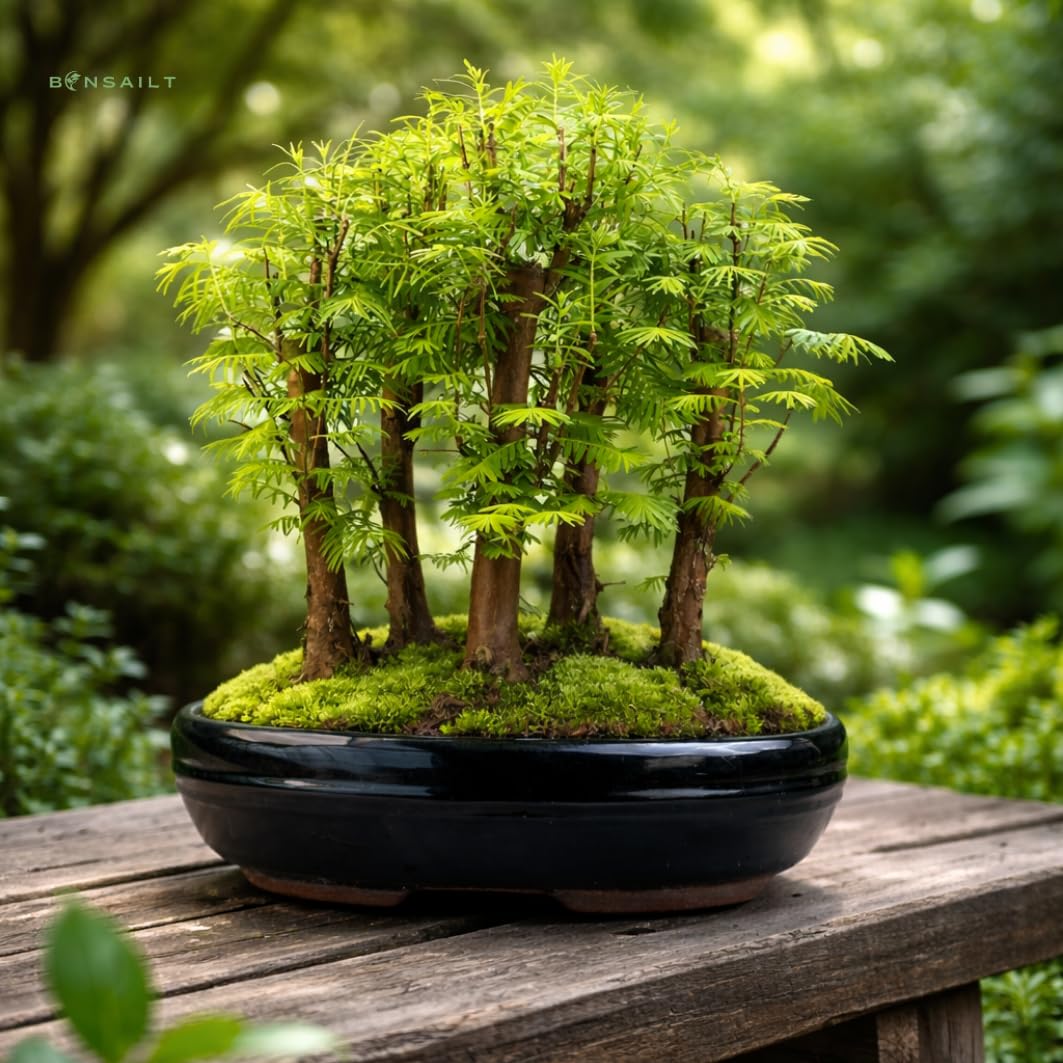 Bonsai Metasequoia Wald – Urweltmammutbaum in 26 cm Schale – Outdoor Baum – Einzigartiges Geschenk für Garten & Pflanzenliebhaber