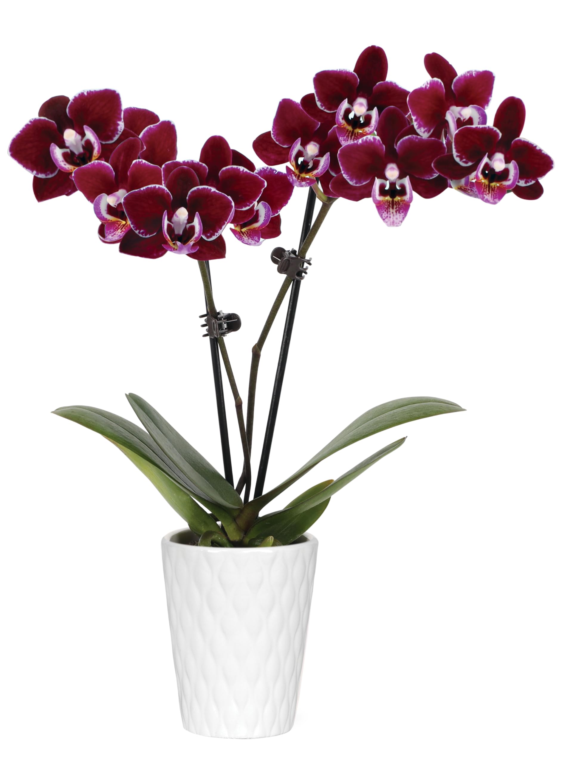 green circle growers 2534 purple mini orchid in white ceramic pot live indoor plants house plant