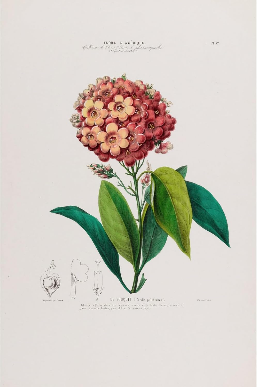 ArtDirect Flora of America, drawn from nature on the spot Pl.052 (1843) Unframed Art Print Giclee Poster by Etienne Denisse - Ready for Framing with Customization Sizes 7x10, 9x14, 13x20, 24x36, 32x48 and 40x60 inches