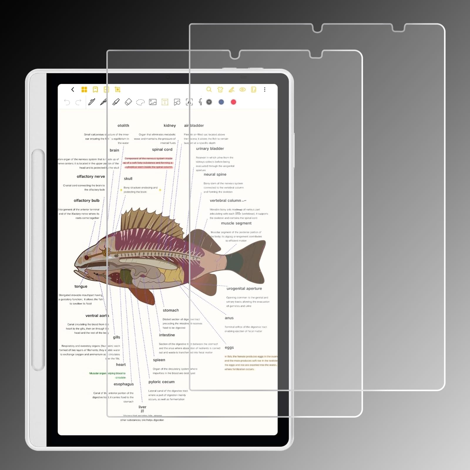 Antyodblaskowa osłona ekranu do tabletu XPPen Magic Note Pad 27.8 cm (2025), ochrona przed odciskami palców, odporna na zarysowania, w dotyku papieru, miękka folia PET, 2 szt., matowa