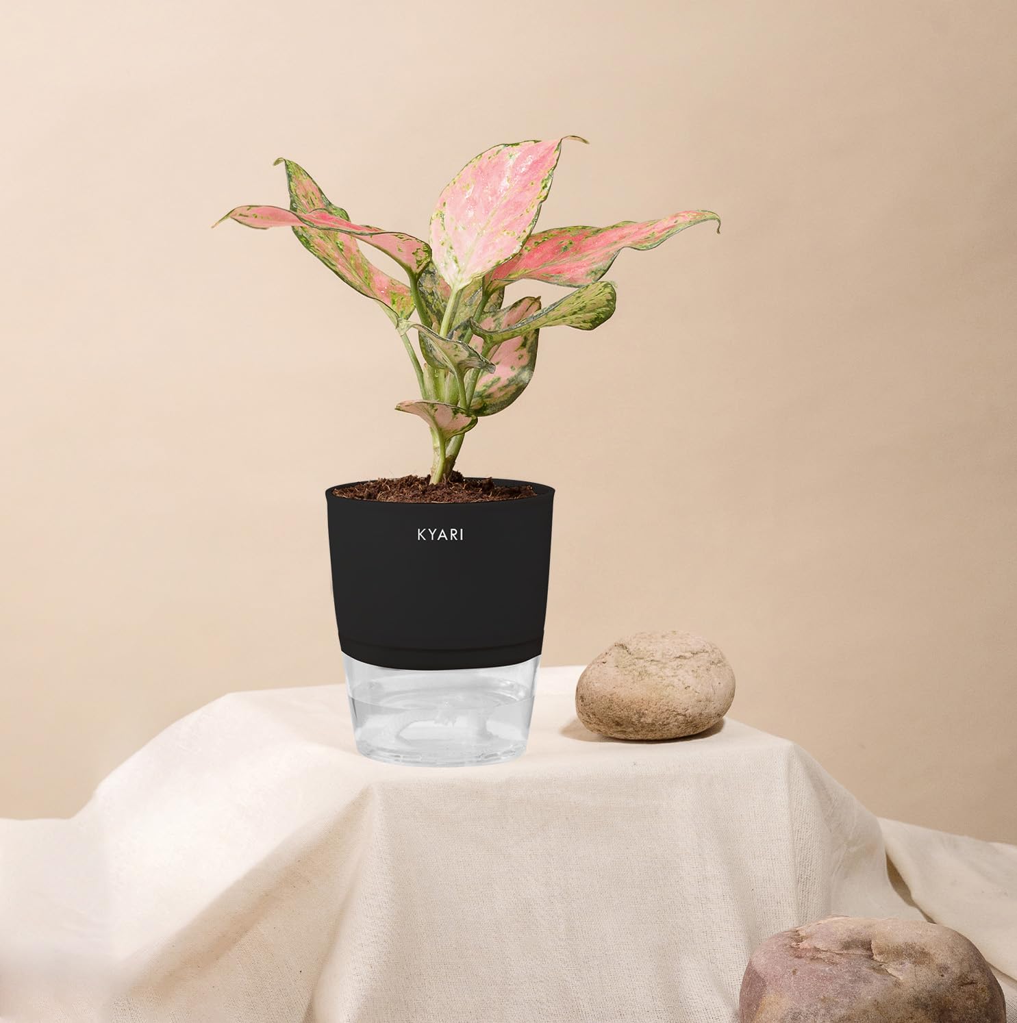 KYARI Aglaonema Pink Indoor Plants for Living Room | Live Plants | Plants with Black Self Watering Pot for Home | Air purifier plants | Plants for Home Decor | Plants for Garden & bedroom (B0BDG1S448) Amazon Price History, Amazon Price Tracker