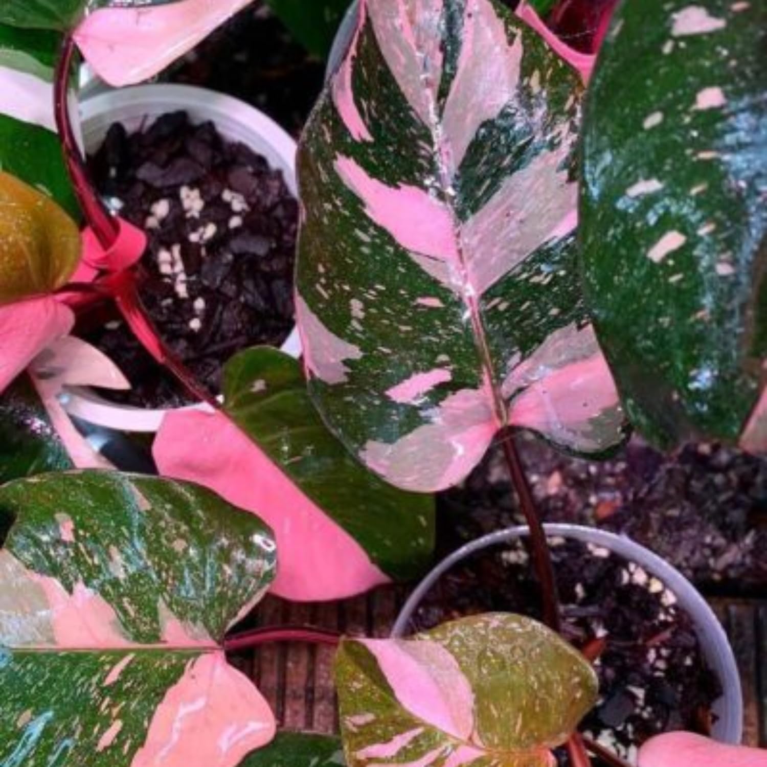 plante d'intérieur Collection de 4 plantes dépolluantes mi-ombre main image 0