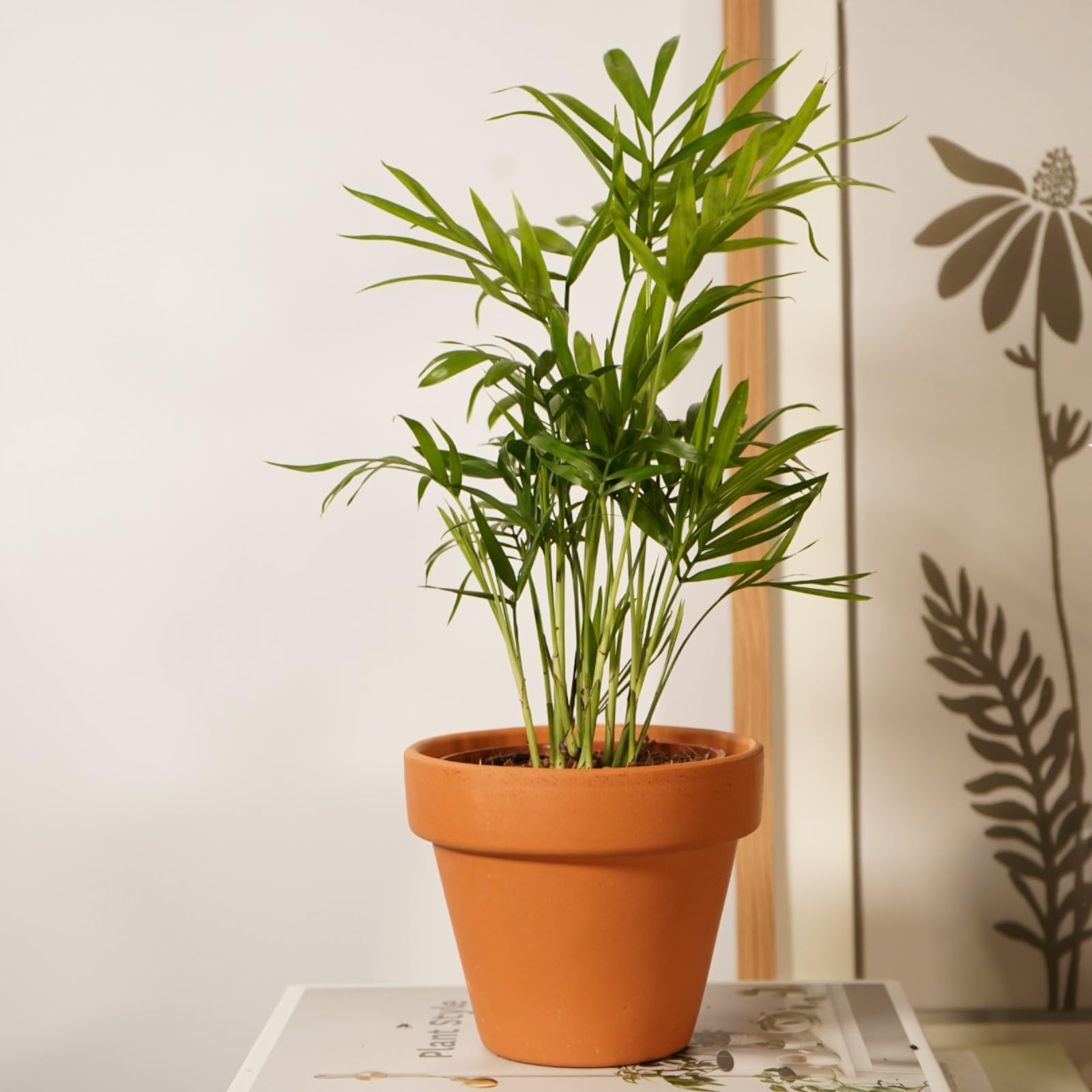 Carbeth Plants Chamaedorea elegans 'Parlour Palm' 40 to 50cm