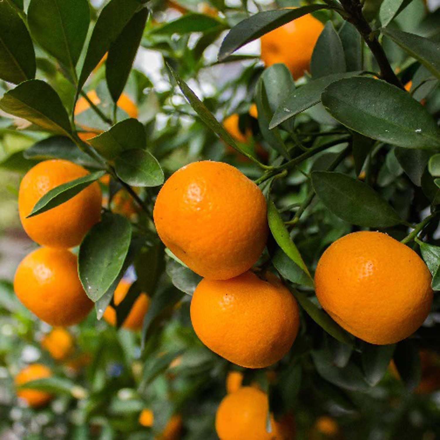 See full amazon price history chart for IXORA Honey Murcott Orange Variety Grafted Santra Fruit Live Plants & Tree(1-2 Feet Size) IXORA Honey Murcott Orange Variety Grafted Santra Fruit Live Plants & Tree(1-2 Feet Size) (B0CRNL28Y7) Amazon Price History, Amazon Price Tracker