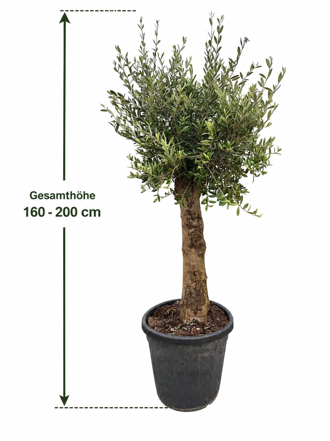XXL Olivenbaum 25-30 Jahre – Olea Europaea Hochstamm, 160-200 cm, Stammumfang 20 cm – Mediterrane Schönheit, winterhart & immergrün – Ideal für Garten & Terrasse