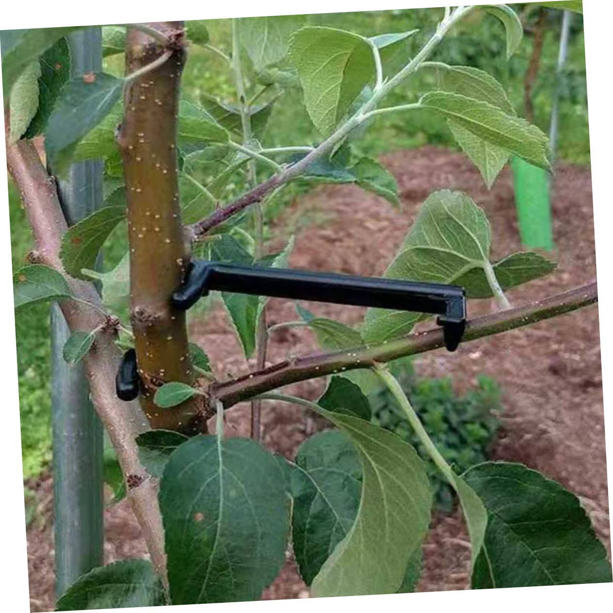 BESTonZON 2 Sätze Pflanzen Clips Teiliges Einstellbare Zweigbinder Für Obstbäume Praktische Gartenhilfe Zur Formung Äste Für Birnbäume Langlebig Und Benutzerfreundlich 25 Stück * 2