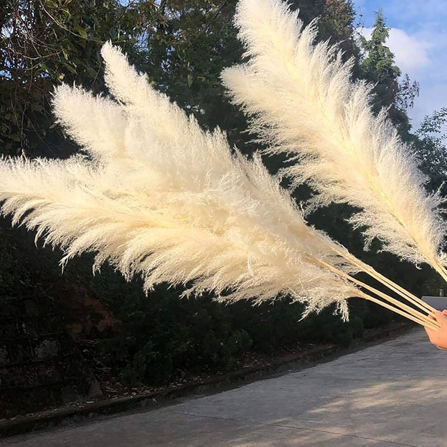 Fluffy　パンパスグラス Fluffy パンパスグラス Fluffy パンパスグラス パンパスグラス