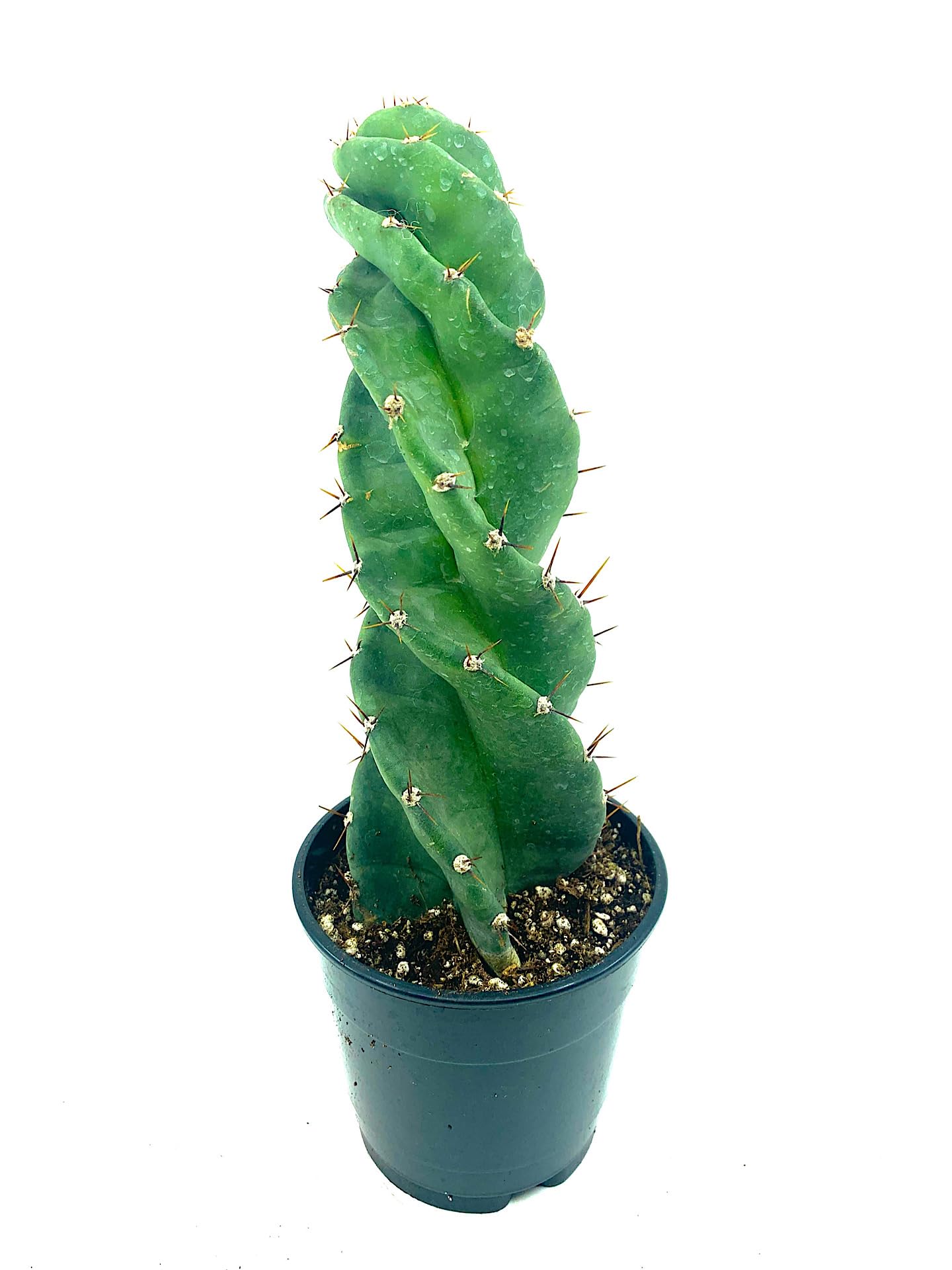 gummibaum kaktus Gummibaum - Ficus elastica Robusta :27 H:110 cm