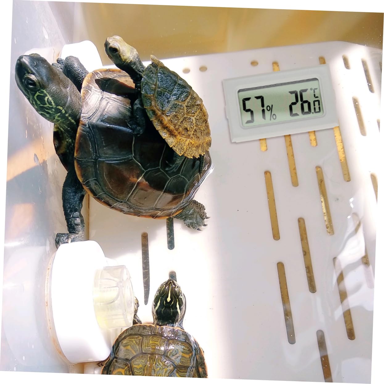 POPETPOP 15 Piezas Termómetro Para Reptiles Inalámbrico Al Aire Medidor De Temperatura Exterior Termómetro Inalámbrico Mini Higrómetro Caja De Reptiles Electrónico Abdominales
