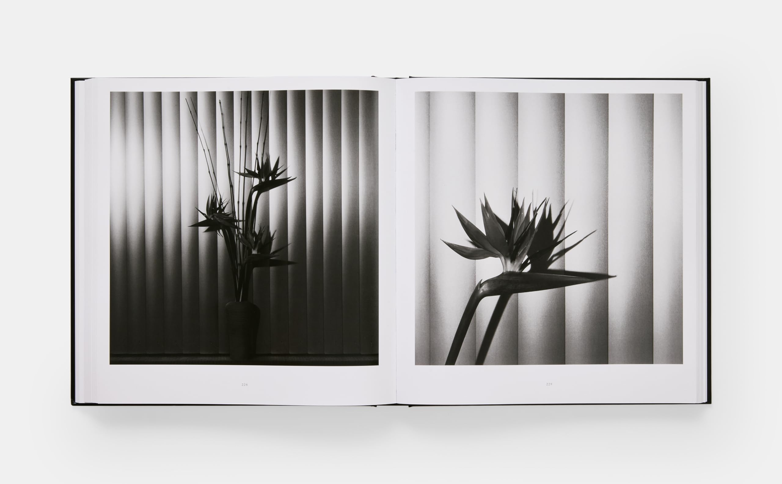 Robert Mapplethorpe. Flora. The complete flowers