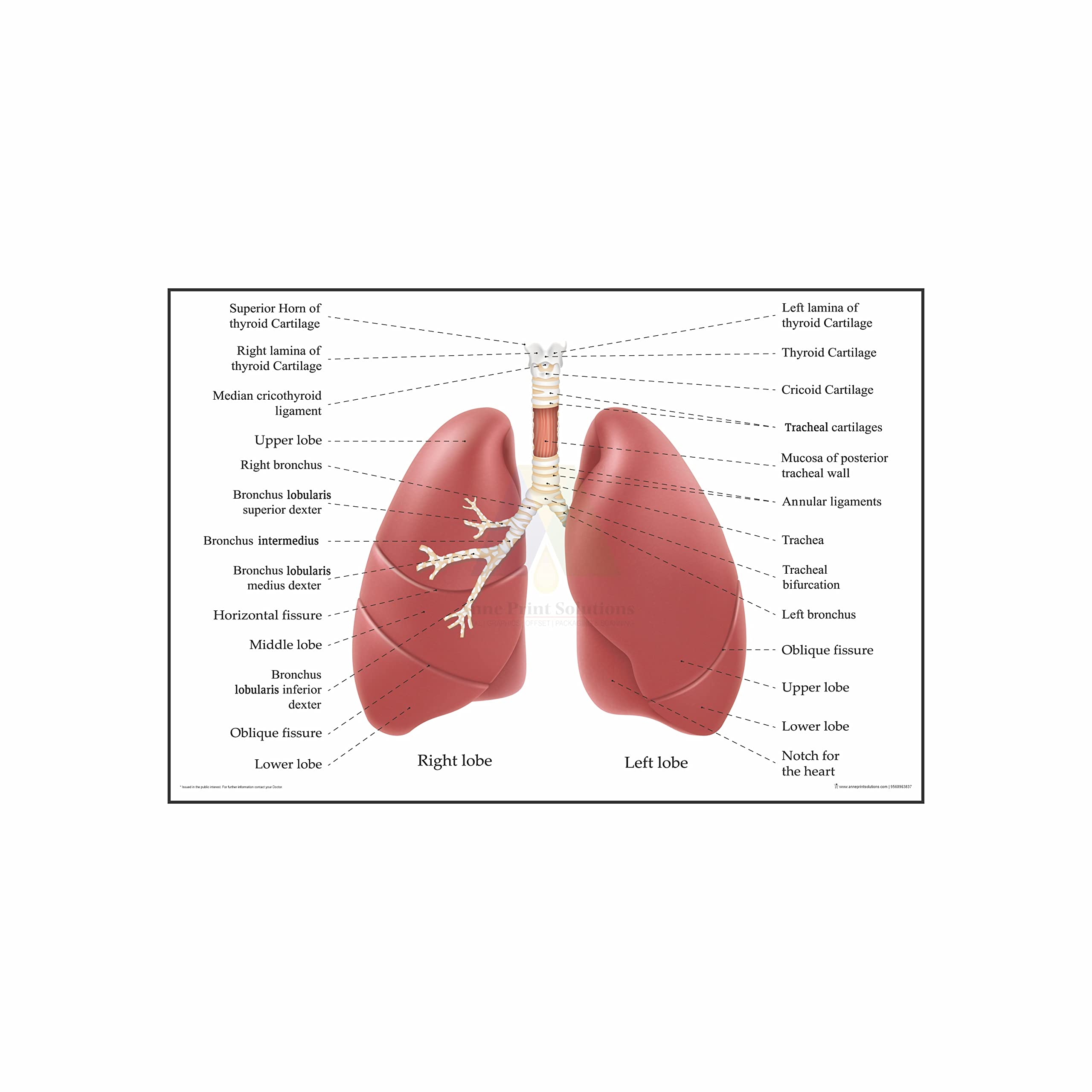Left Lung File Buy Anne Print Solutions® Right and left lung lobes chart For Hospital ...